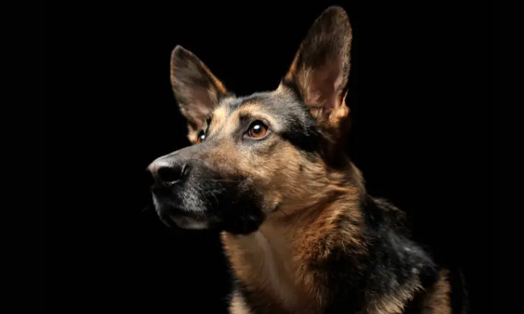 German shepherd dog breeGerman shepherd dog breed_d_