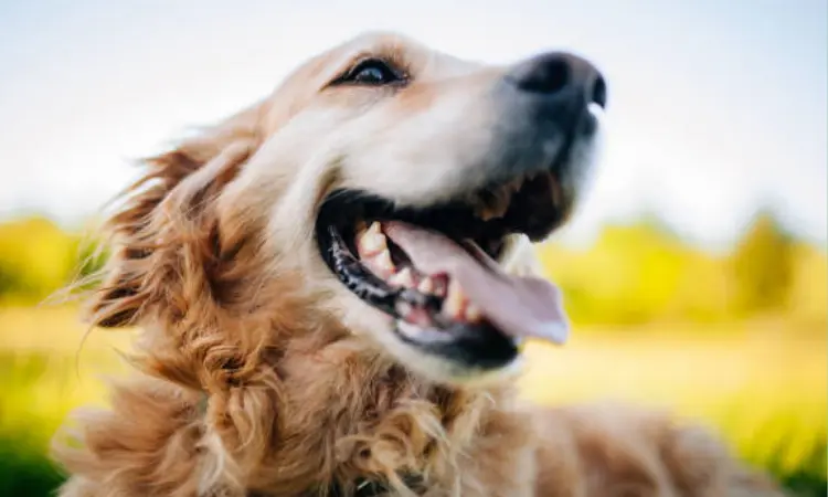 Golden Retriever breed guide