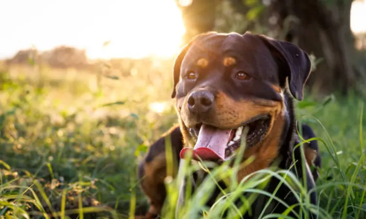 Rottweiler breed guide