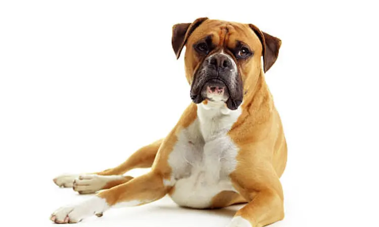 boxer dog breed guide