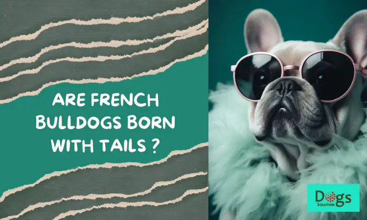 Are French Bulldogs Born with Tails