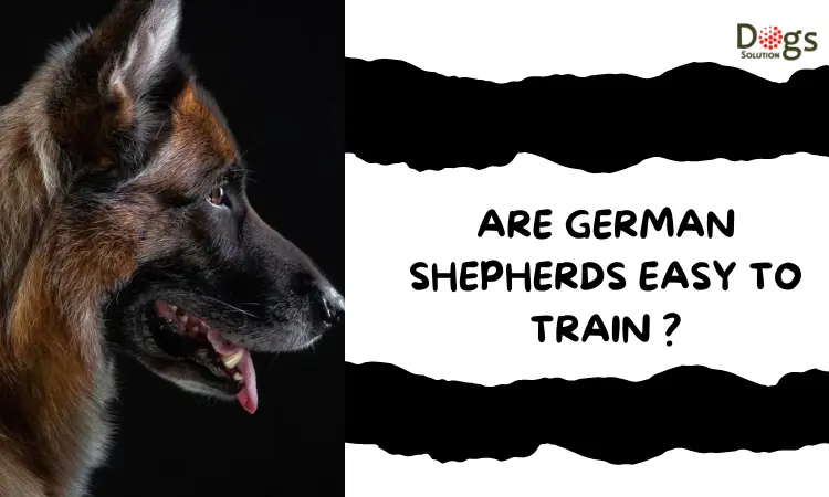 How to Train a German Shepherd