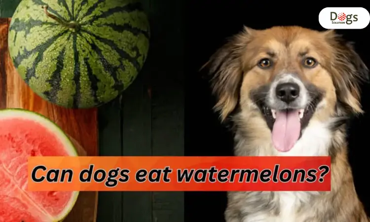 Can Dogs Eat Watermelons