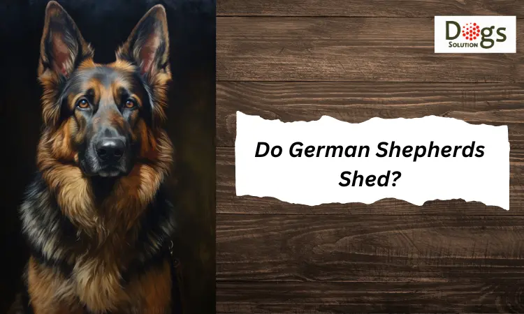 Do German Shepherds Shed