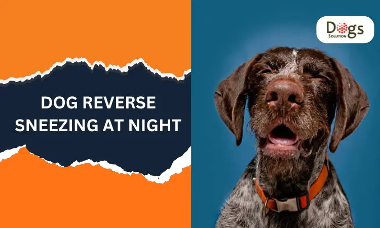 reverse sneezing in dogs