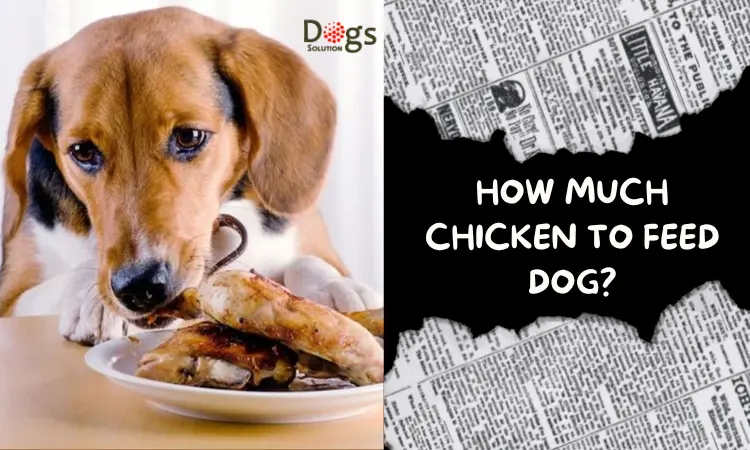 How Much Chicken to Feed Dog