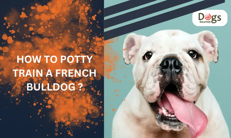 How to Potty Train French Bulldog Puppies