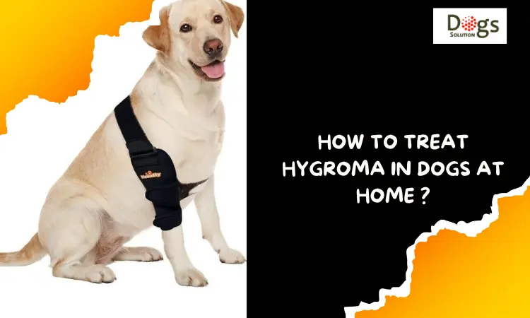 How to Treat Hygroma in Dogs at Home