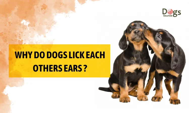 Why Do Dogs Lick Each Others Ears