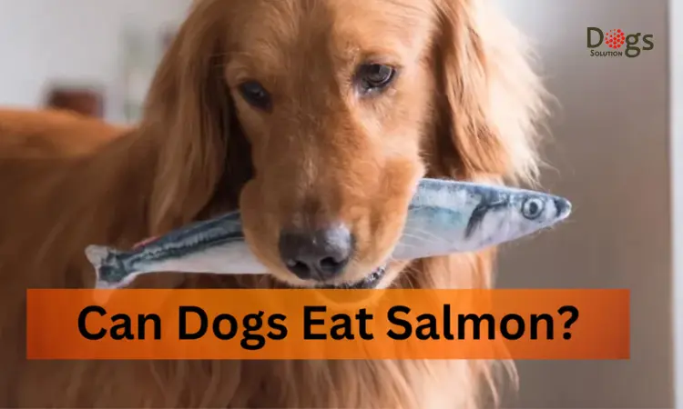 Can Dogs Eat Salmon