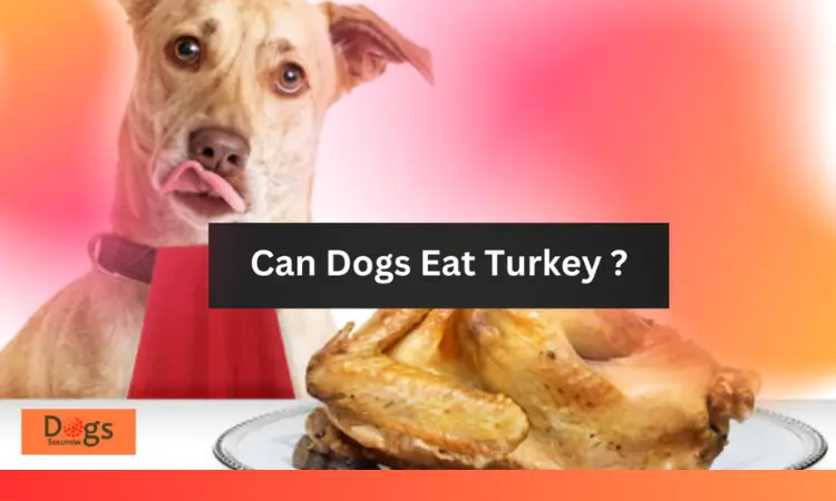 Can Dogs Eat Turkey