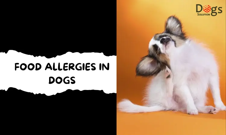 Food Allergies in Dogs