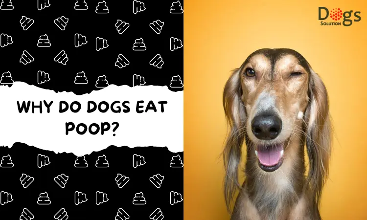 Why Do Dogs Eat Poop