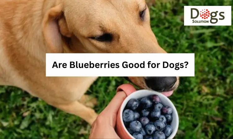 can dogs eat blueberries