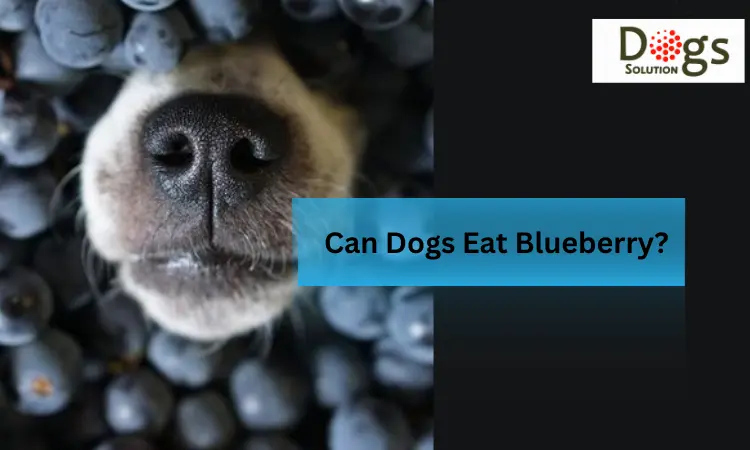 can dogs eat blueberry