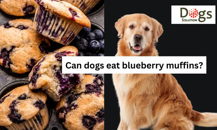 can dogs eat blueberry muffins
