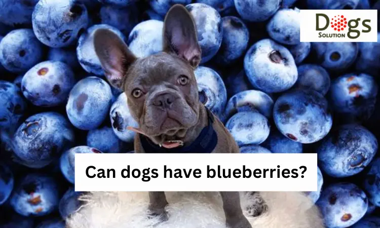 can my dog eat blueberries