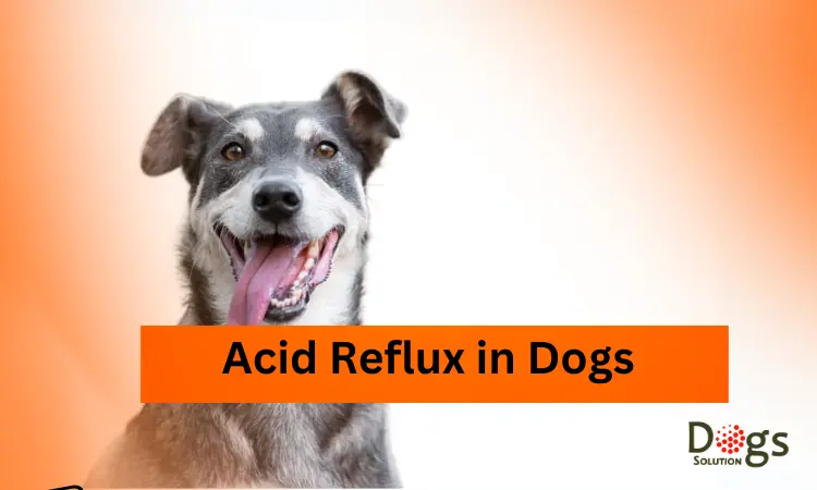 acid reflux in dogs