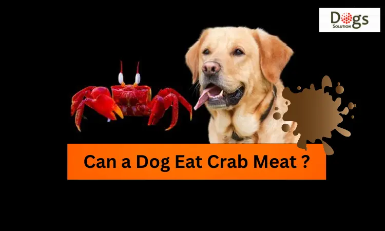 Can a Dog Eat Crab Meat