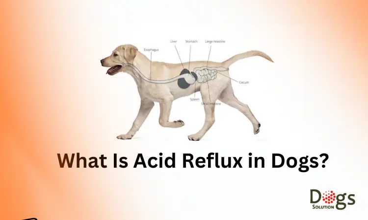 can acid reflux in dogs be cured