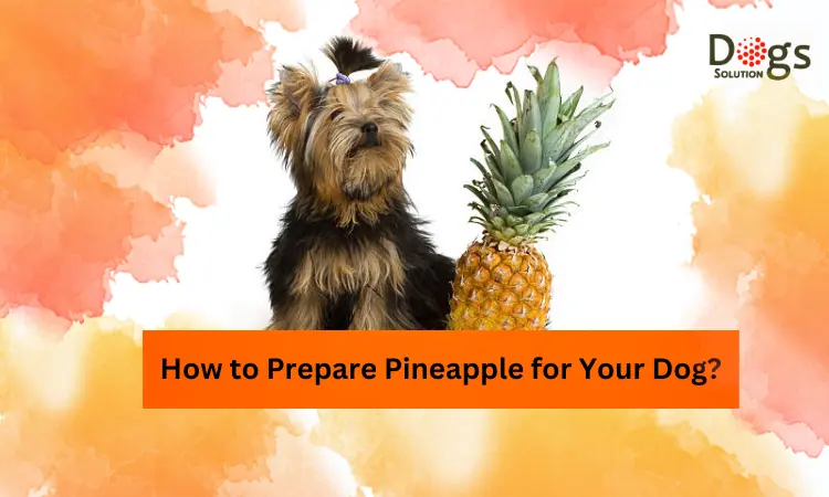 can dogs eat dried pineapple