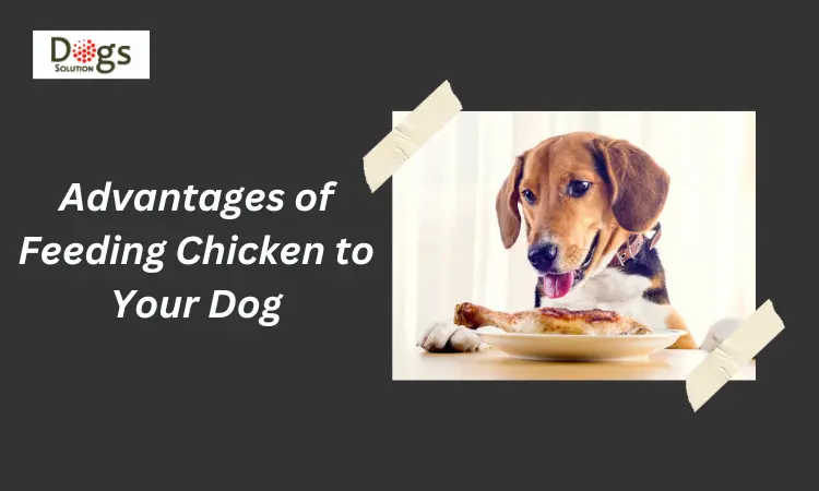 Advantages of Feeding Chicken to Your Dog