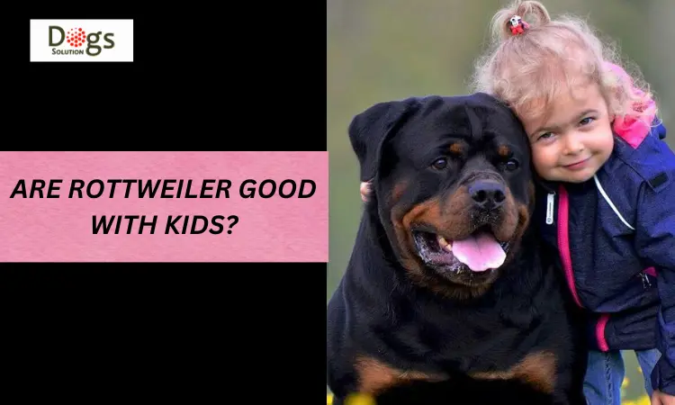 rottweiler puppy