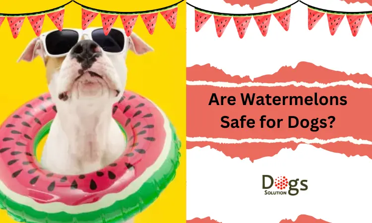 Are Watermelons Safe for Dogs