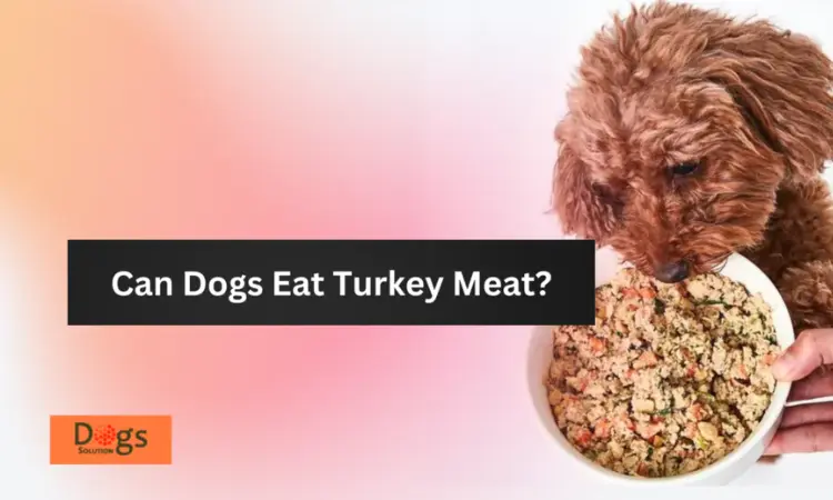 Can Dogs Eat Turkey Meat