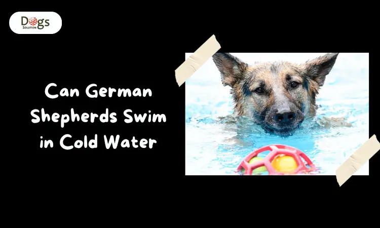 Can German Shepherds Swim in Cold Water.