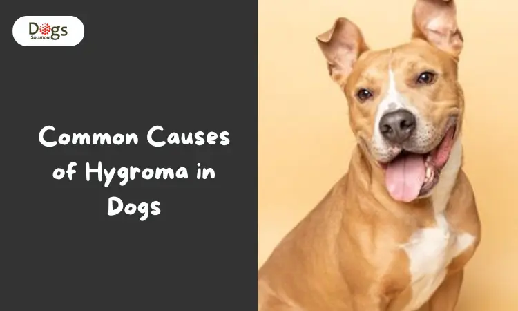 Common Causes of Hygroma in Dogs