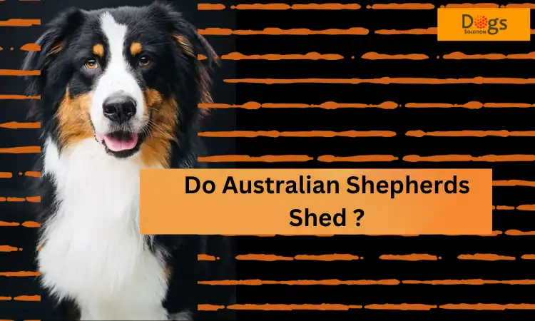 Do Australian shepherds shed