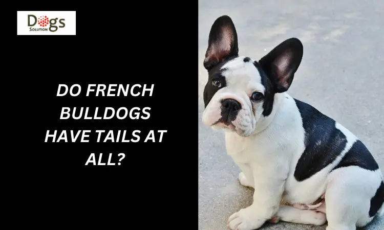 Do French Bulldogs Have Tails at All