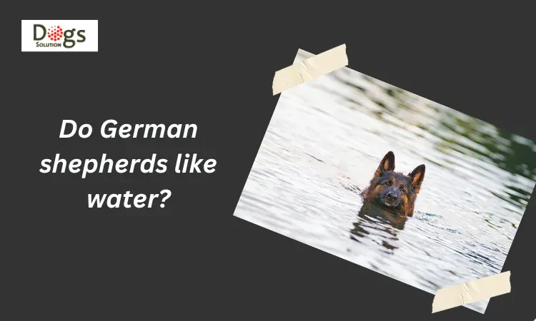 Do German shepherds like water