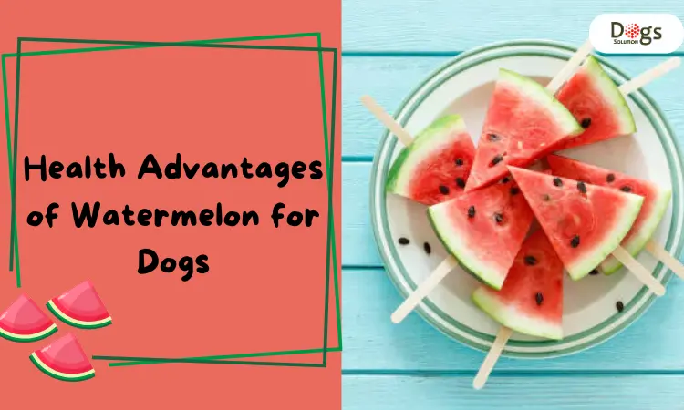 Health Advantages of Watermelon for Dogs