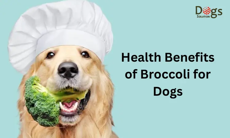 Health Benefits of Broccoli for Dogs