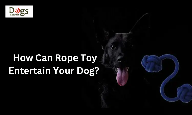 How Can Rope Toy Entertain Your Dog