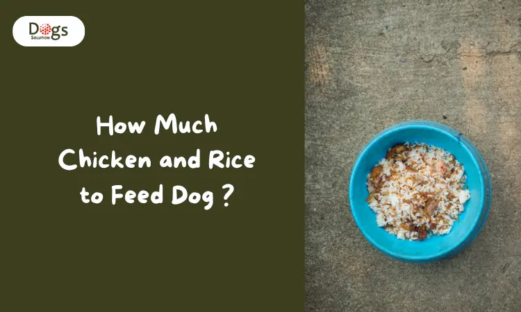 How Much Chicken and Rice to Feed Dog 