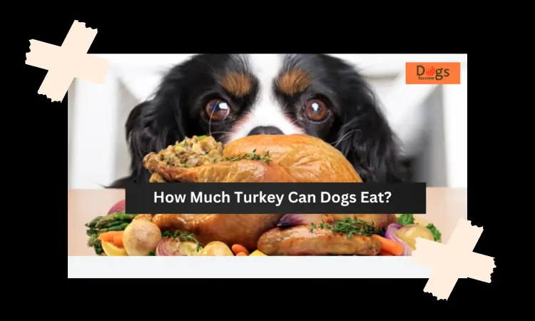 How Much Turkey Can Dogs Eat