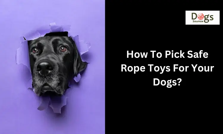 How To Pick Safe Rope Toys For Your Dogs