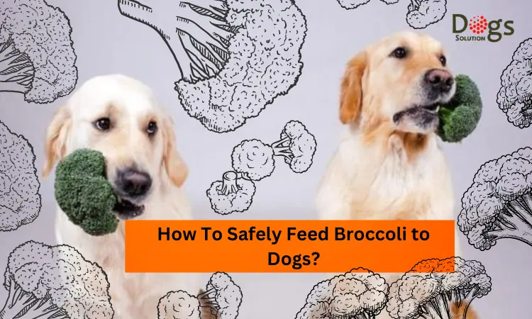 How To Safely Feed Broccoli to Dogs