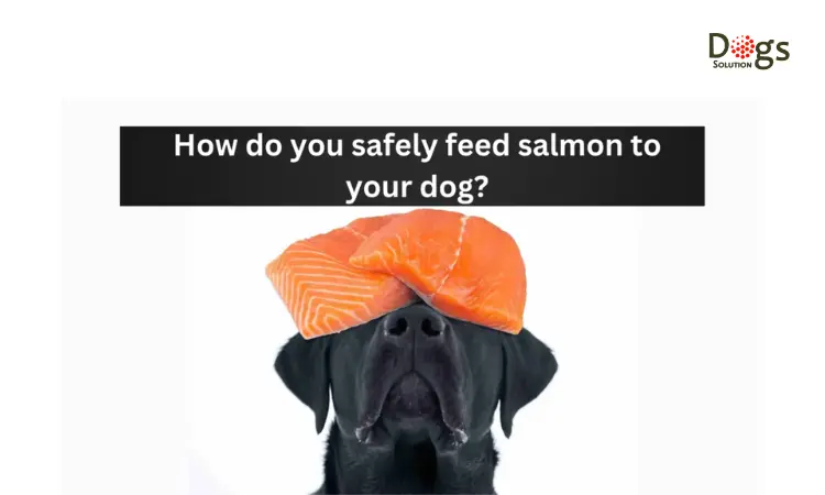 How do you safely feed salmon to your dog