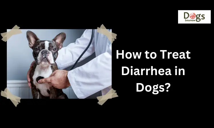 How to Treat Diarrhea in Dogs