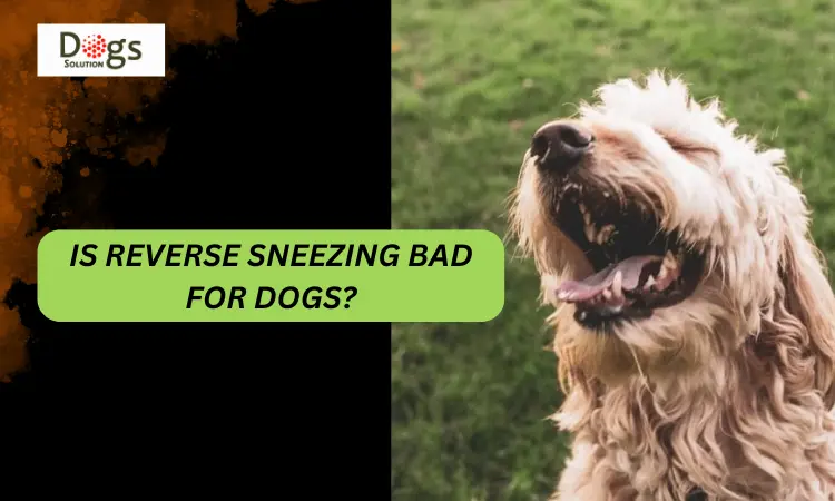 Is Reverse Sneezing Bad for Dogs