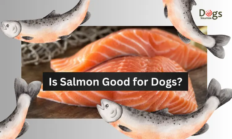 Is Salmon Good for Dogs