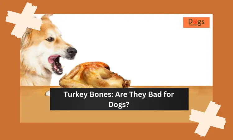 Is Turkey Bad for Dogs