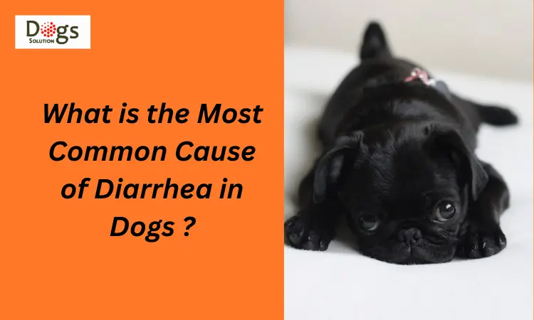 Most Common Cause of Diarrhea in Dogs