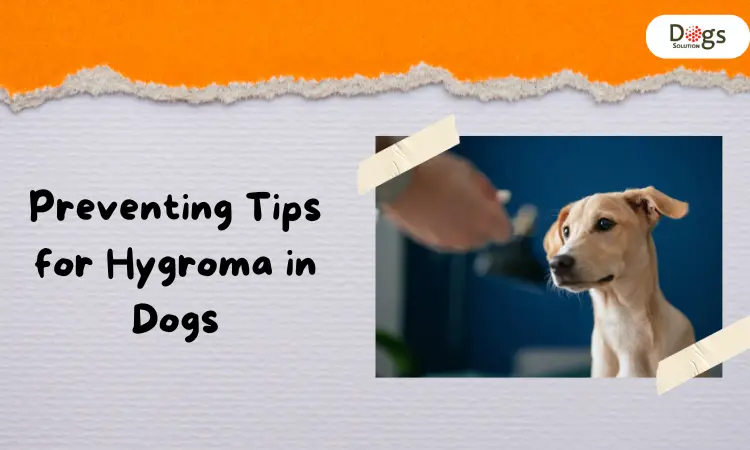 Preventing Tips for Hygroma in Dogs