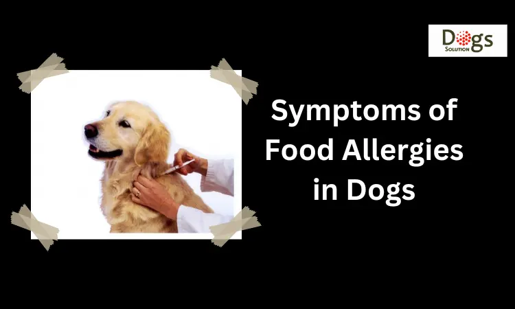 Symptoms of Food Allergies in Dogs