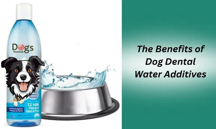 The Benefits of Dog Dental Water Additives